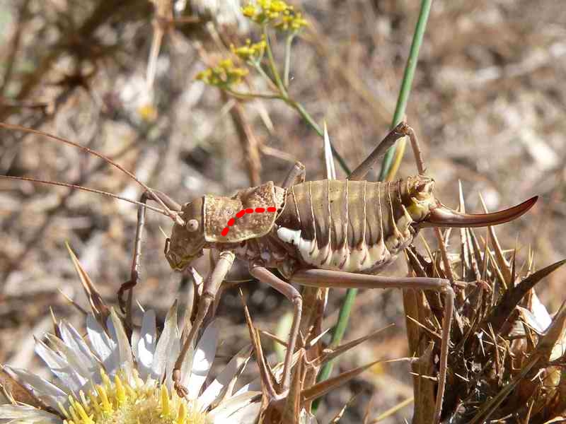 Uromenus brevicollis e Uromenus bonneti